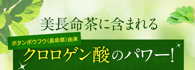 美長命茶に含まれるボタンボウフウ（長命草）由来クロロゲン酸のパワー！