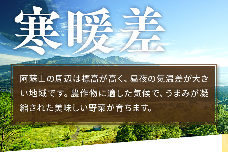 甘みがあり大きく育つのが特徴です。